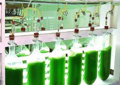 生物能源或將進入“藻時代”