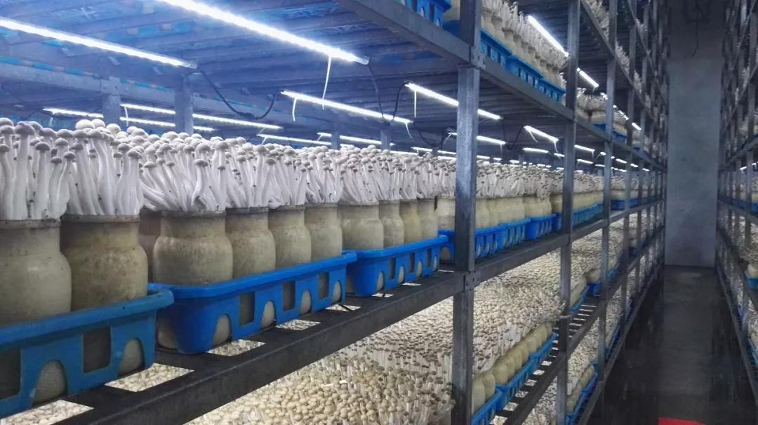 市投促局帶隊赴上海考察，四個生物技術研究項目達成共識